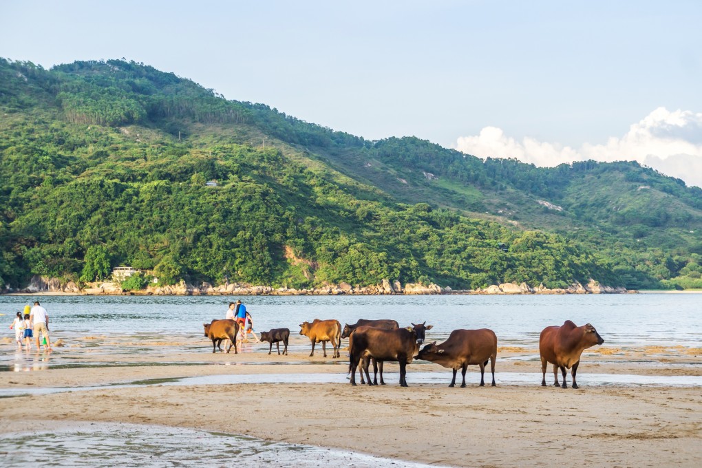 Semi-feral but sociable cows on Lantau. Photo: Shutterstock