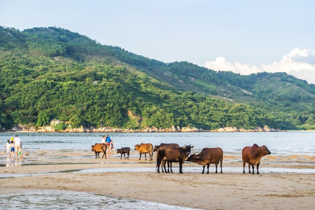 Semi-feral but sociable cows on Lantau. Photo: Shutterstock