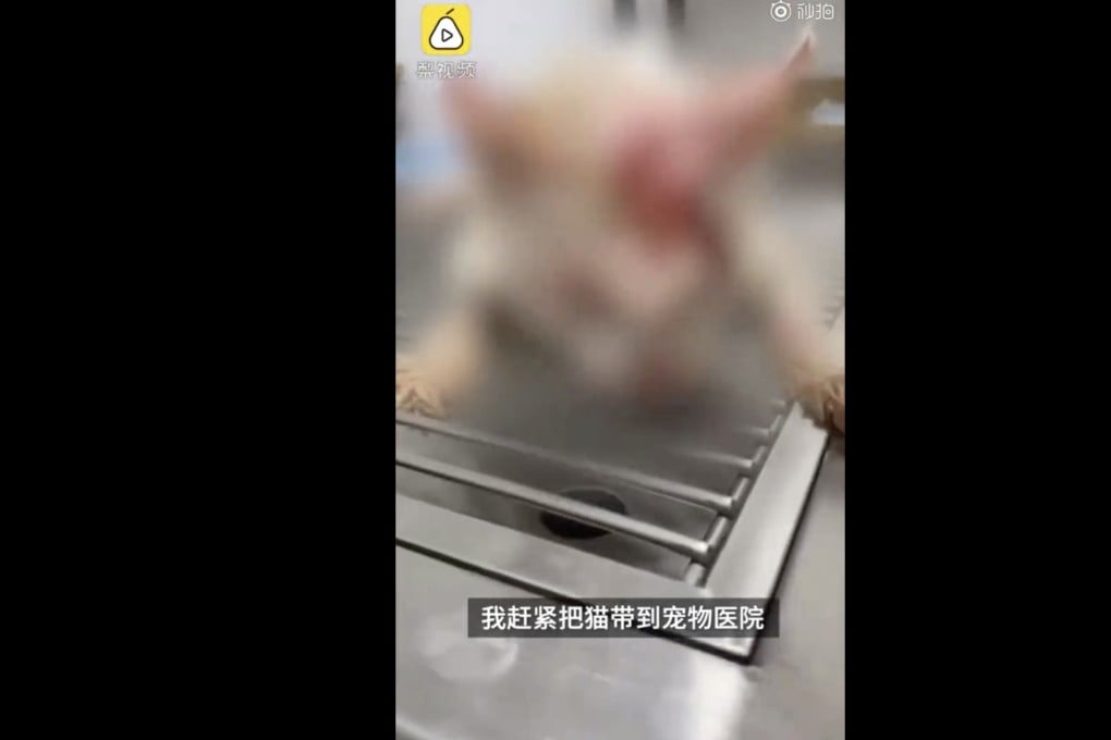 A cat and its unborn kittens died after a security guard in China’s Shanxi province poured boiling water over the cat. Photo: Weibo