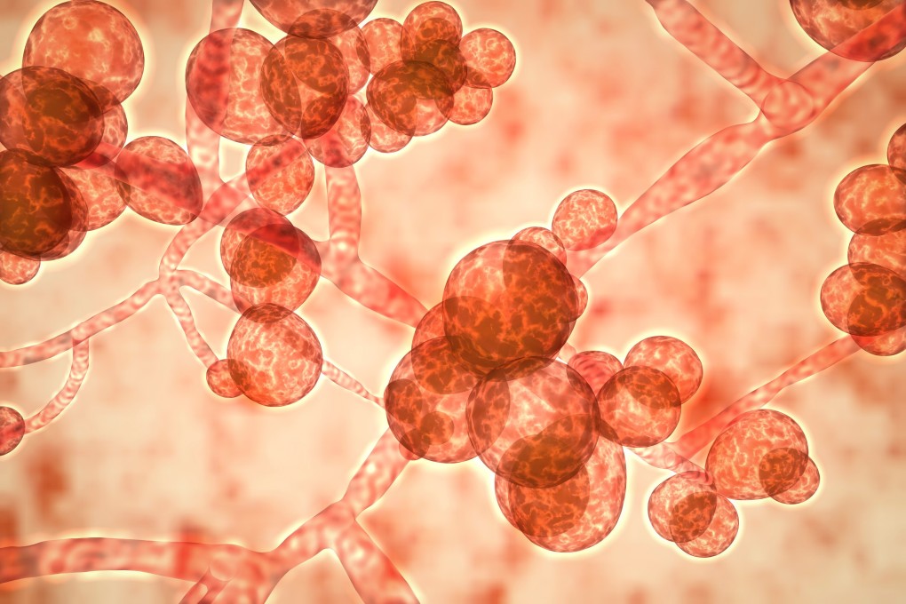 The Candida auris fungi is drug resistant and potentially fatal. Photo: Shutterstock Images