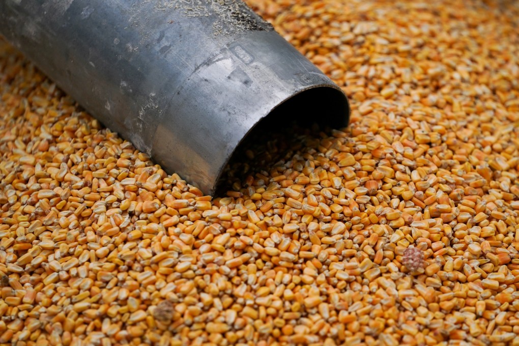 Domestic corn prices hit record highs this month. Photo: Reuters