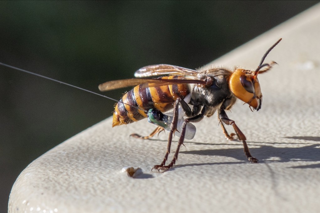 An Asian giant hornet wearing a tracking device is shown near Blaine, Washington state. Photo: Washington Department of Agriculture via AP