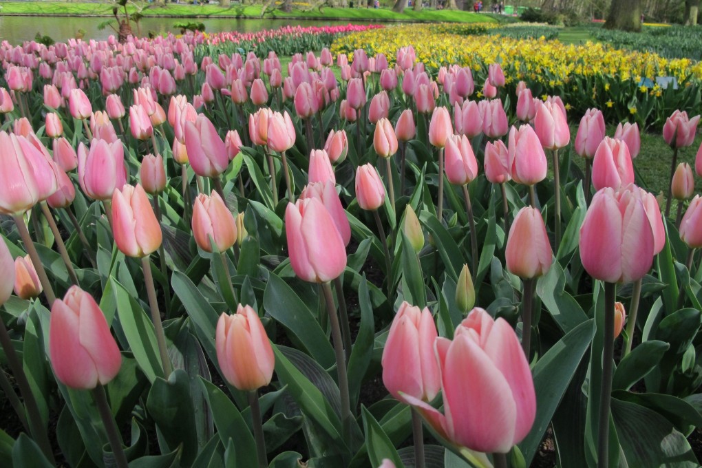 Researchers started investigating pollen after noticing that Covid-19 cases fell during the blooming season – but went up sharply afterwards. Photo: AFP