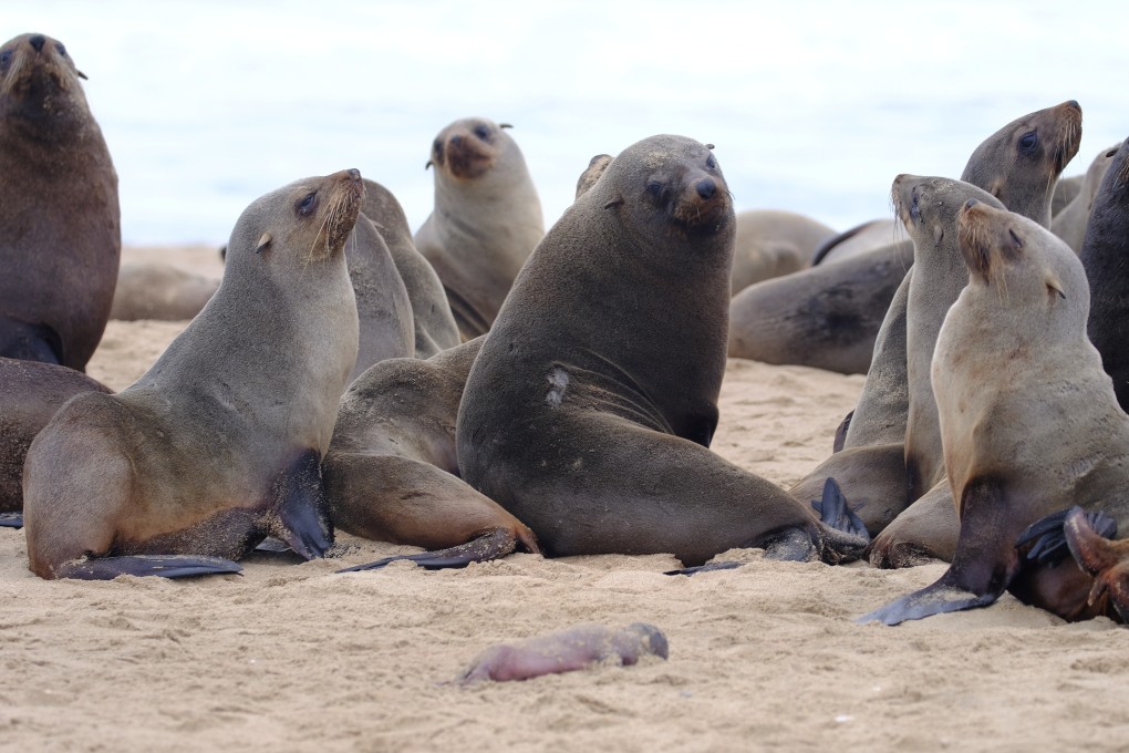 Adult seals gather behind a dead pup foetus on a beach near Pelican Point, Namibia in September. Photo: Ocean Conservation Namibia / Reuters