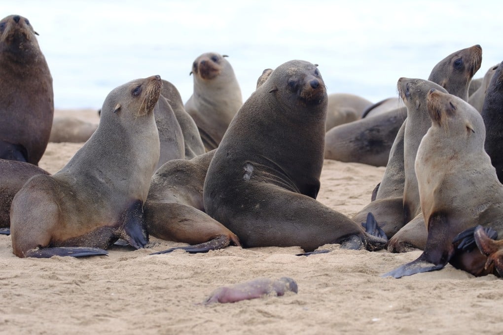 Adult seals gather behind a dead pup foetus on a beach near Pelican Point, Namibia in September. Photo: Ocean Conservation Namibia / Reuters