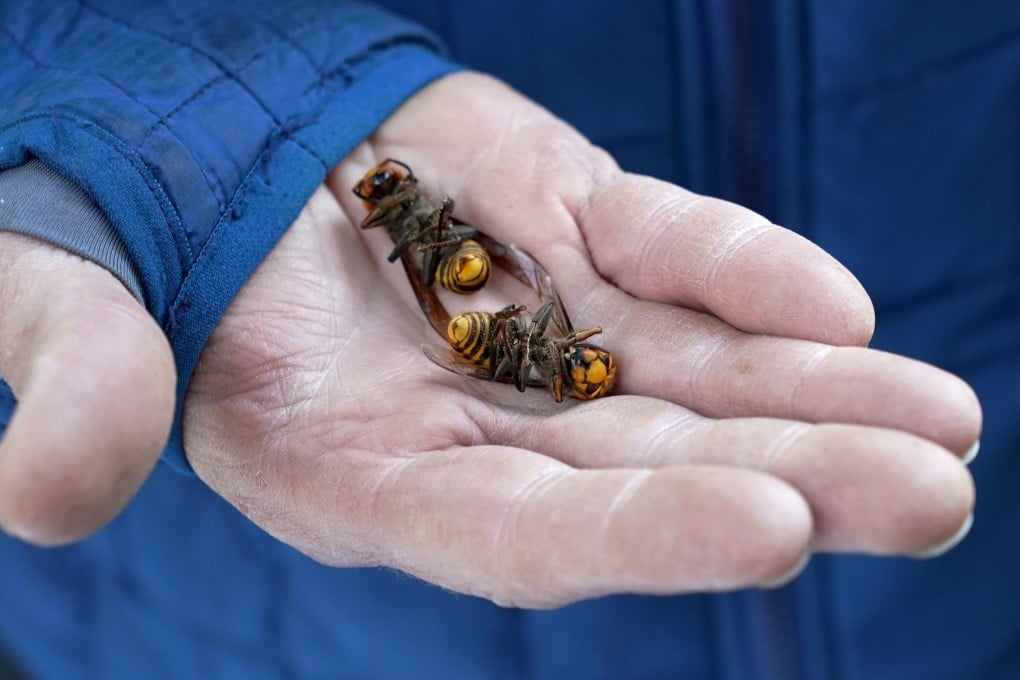 Two of the dozens of Asian giant hornets vacuumed from the tree. Photo: AP