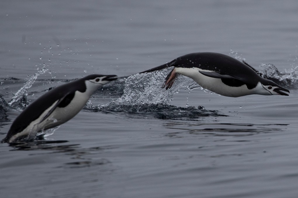 Chinstrap penguins swimming in Antarctica, where nearly 4 million square kilometres of protected marine areas are proposed. Photo: Reuters