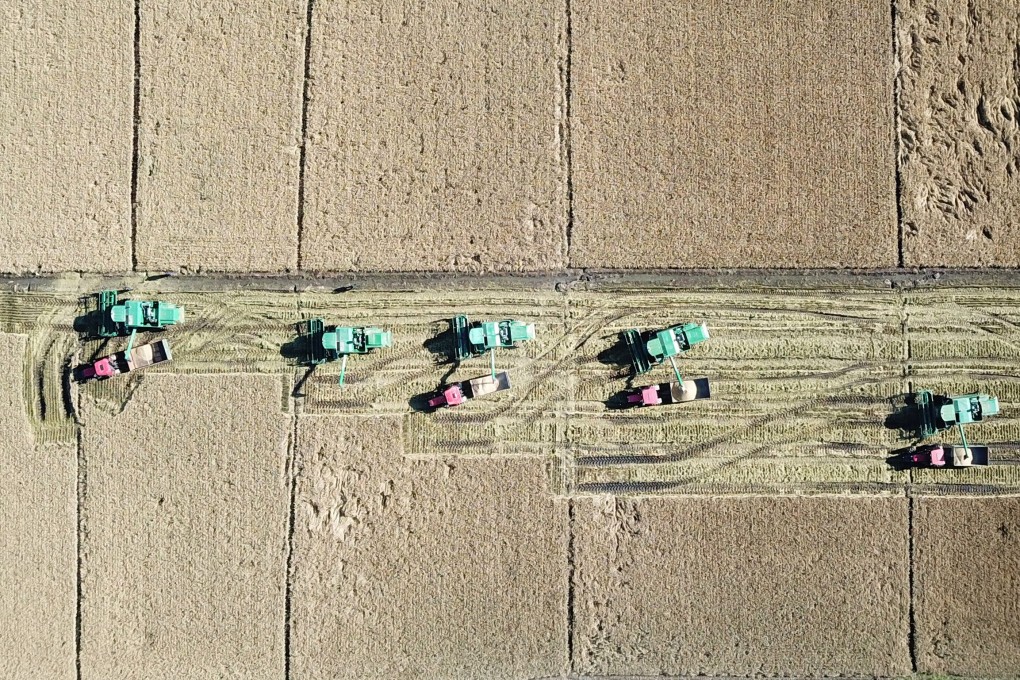Industry insiders expect the price of rice to go down as a result of large-scale harvesting of northern China’s autumn grain crops, including in Harbin, Heilongjiang province (above). Photo: Xinhua