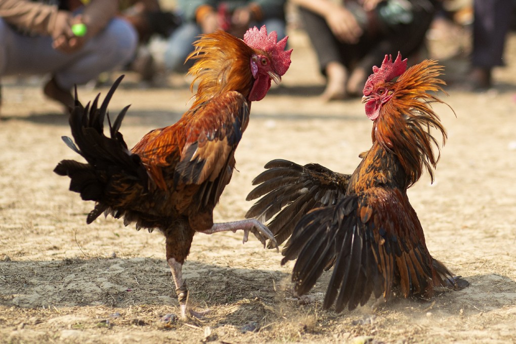 Cockfighting is a popular blood sport in the Philippines. Photo: AP