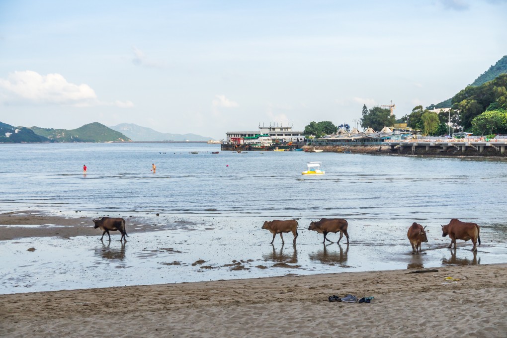 The preliminary positive cases have all been linked to a group of friends who stayed at a hotel in Mui Wo’s Silvermine Bay. Photo: Shutterstock