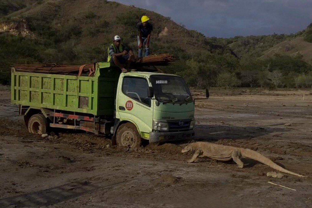Dragon versus wagon: a photo of a Komodo dragon that went viral on social media. Photo: Twitter / @KawanBaikKomodo