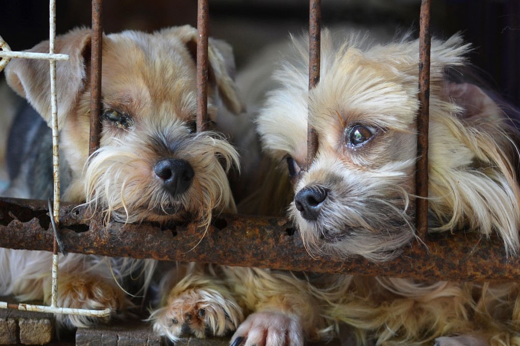 There are thought to be dozens, in not hundreds, of illegal puppy mills in Hong Kong that keep animals in appalling conditions. Photo: Shutterstock