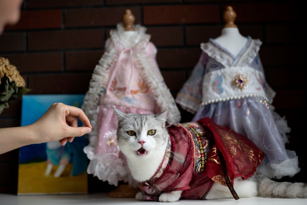 A pet cat is dressed in an ornate Chinese gown in Changsha, Hunan province. A recent cat abuse video that went viral has prompted calls for an animal protection law in China. Photo: AFP