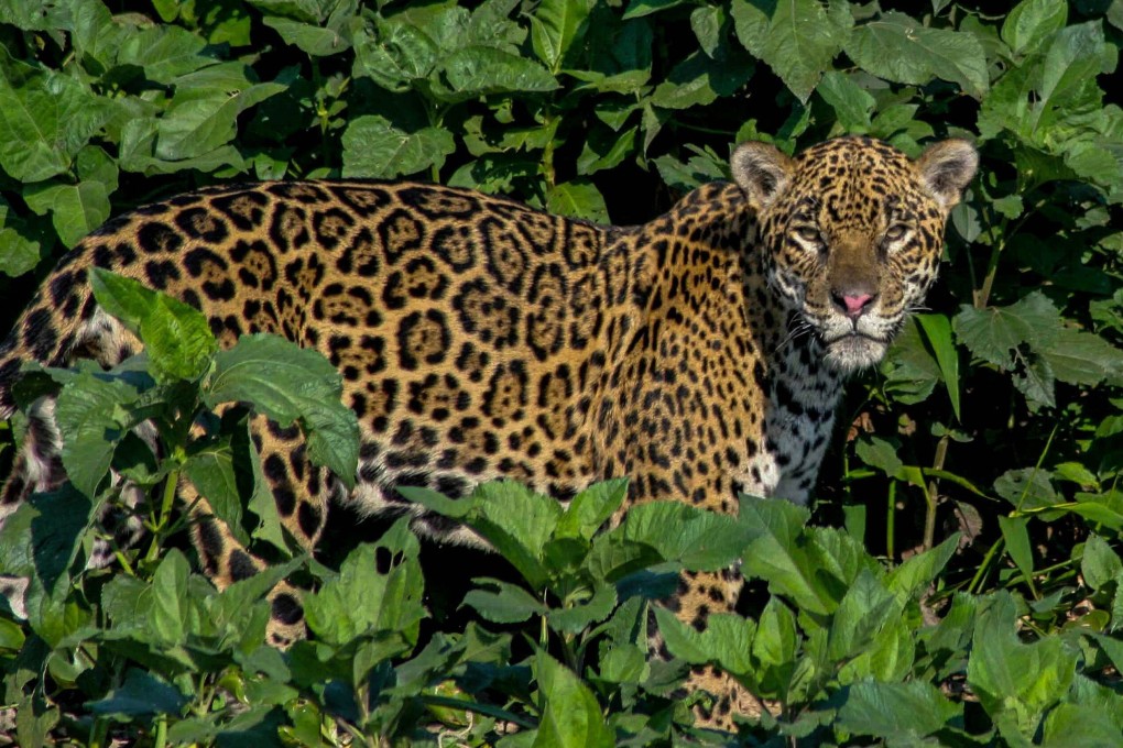 The investigation identified at least three criminal groups operating in Bolivia involved in trafficking jaguar parts. Photo: AFP
