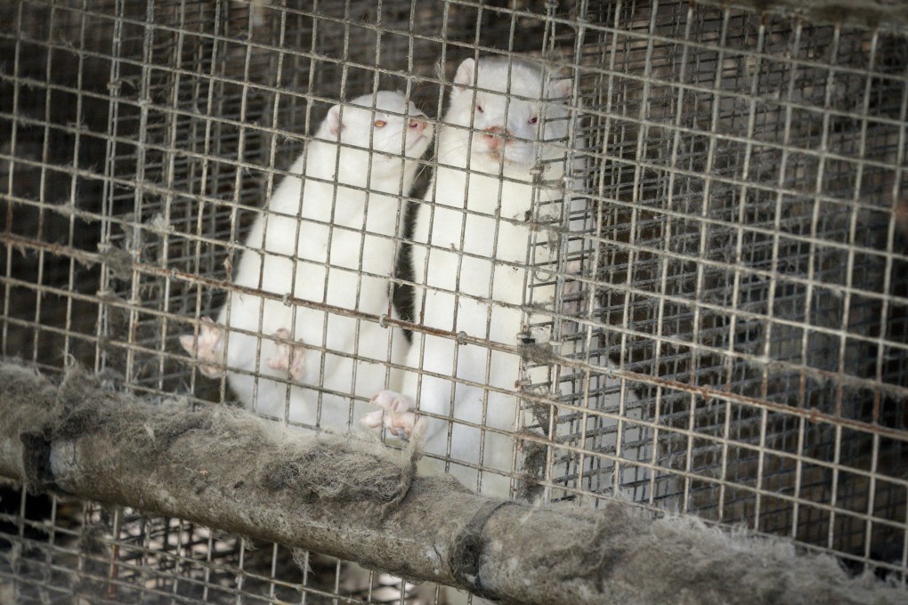 Minks at a fur farm in Gjoel in North Jutland, Denmark. Photo: EPA-EFE