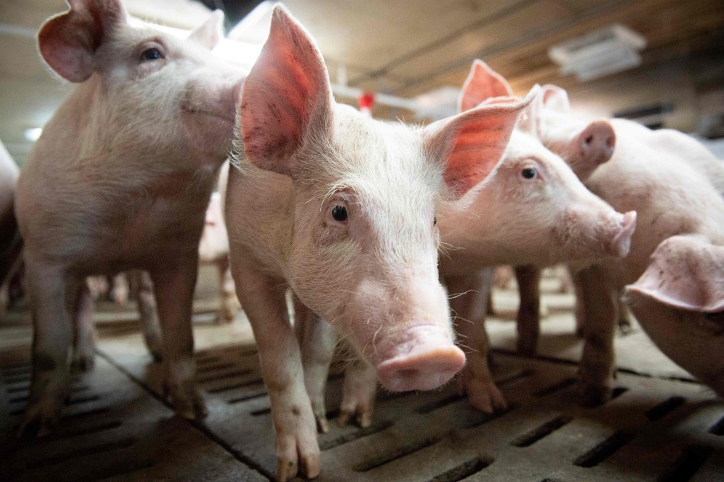The H1N2 strain is not transmissible to humans by eating pork or other pig products. Photo: AFP