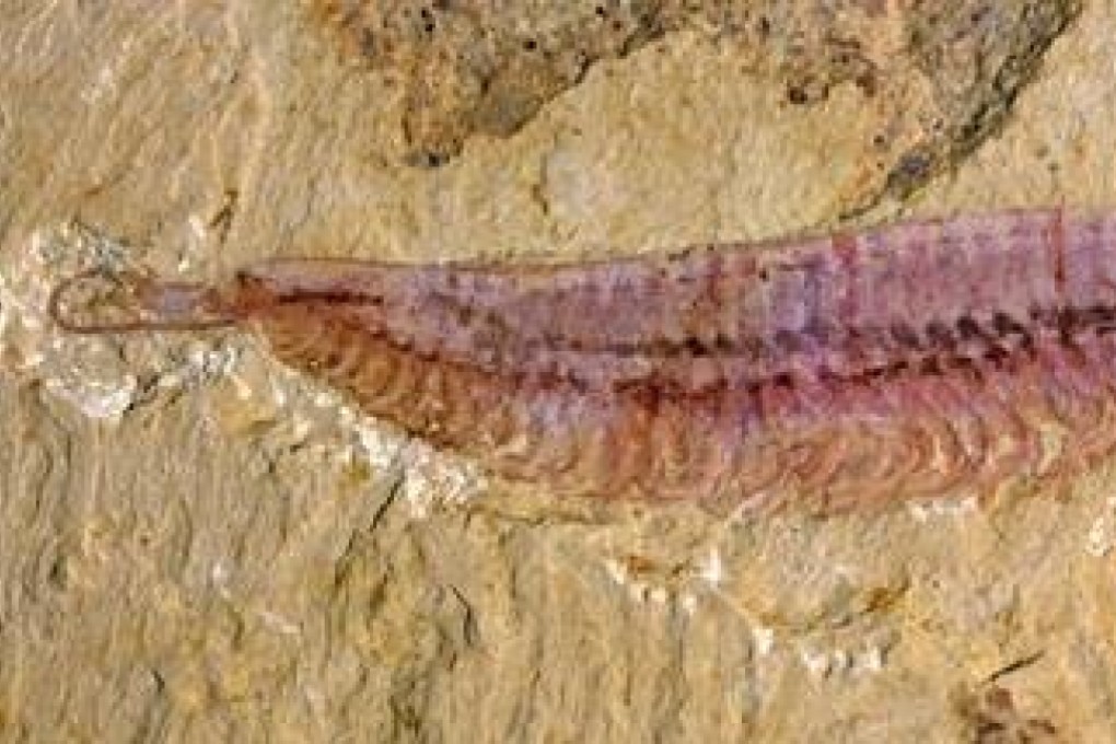 A fossil specimen of Kylinxia zhangi found in China’s Yunnan province. Photo: Huang and Zeng / Nanjing Institute of Geology and Palaeontology / AFP