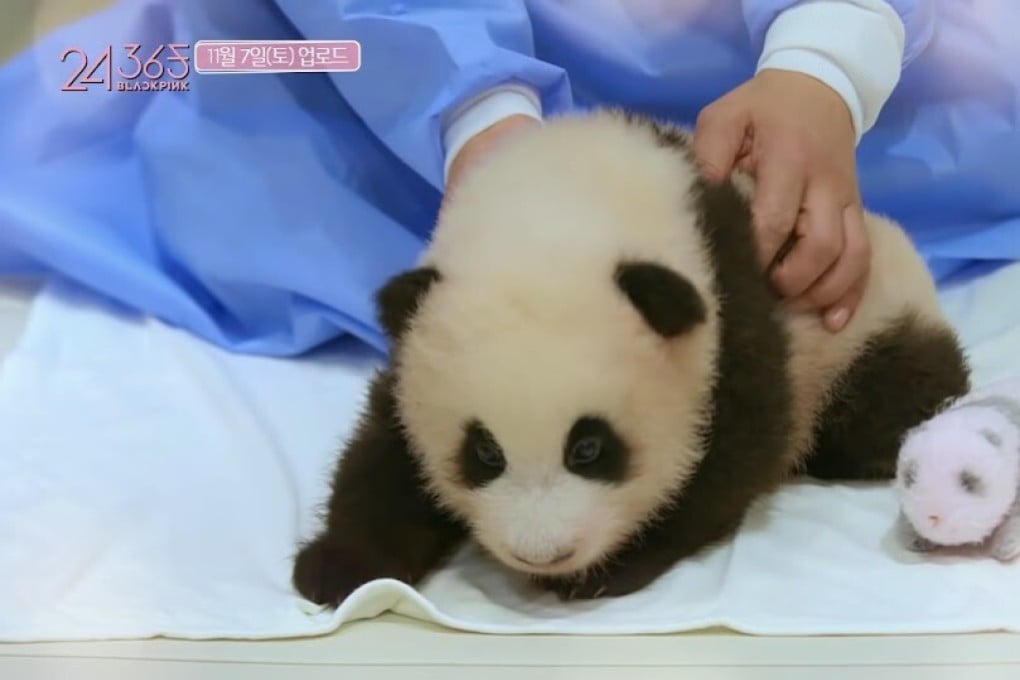 A member of Blackpink plays with a baby panda at Panda World in South Korean amusement park Everland. The group played panda keepers for a day, and some Chinese internet users were not best pleased. Photo: courtesy of YouTube