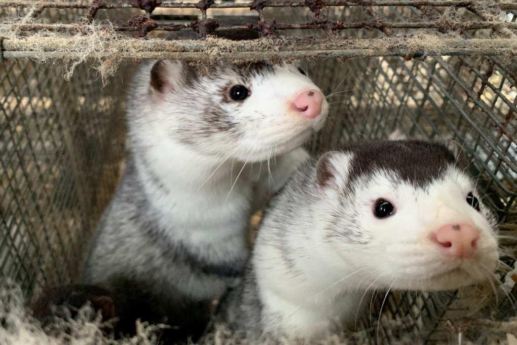 Denmark plans to cull its entire mink population and announced strict new lockdown measures. Photo: Reuters