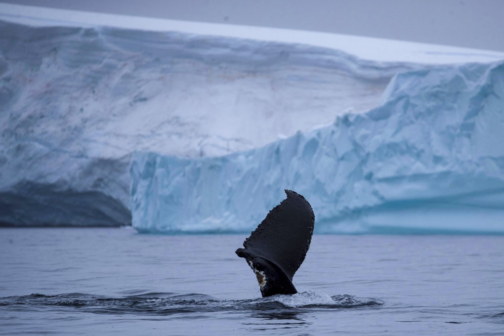 The proposed marine protected areas cover almost 4 million sq km of the Southern Ocean. Photo: Reuters