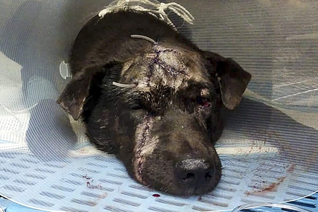The injured mongrel was rescued at Sheung Tsuen, on Kam Sheung Road in Pat Heung. Photo: Facebook