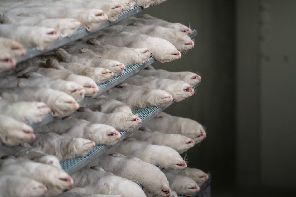 Minks that were put down are transported to machines to further process them at a farm near Naestved, Denmark. Photo: EPA