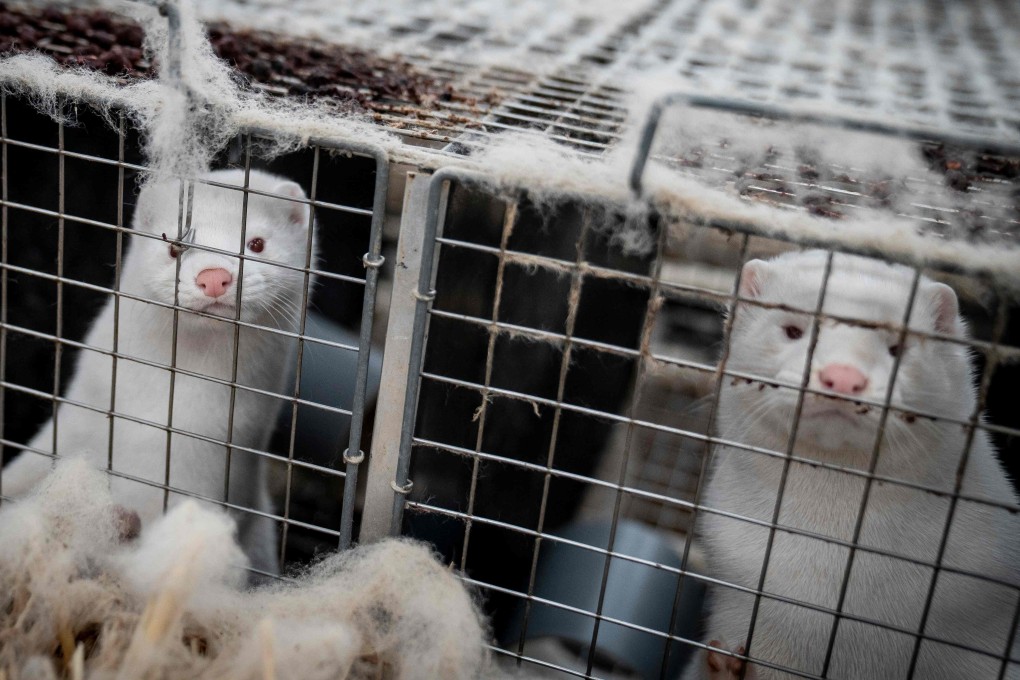 Mink look out from their cages at a farm near Naestved, Denmark, on Friday. Photo: AFP