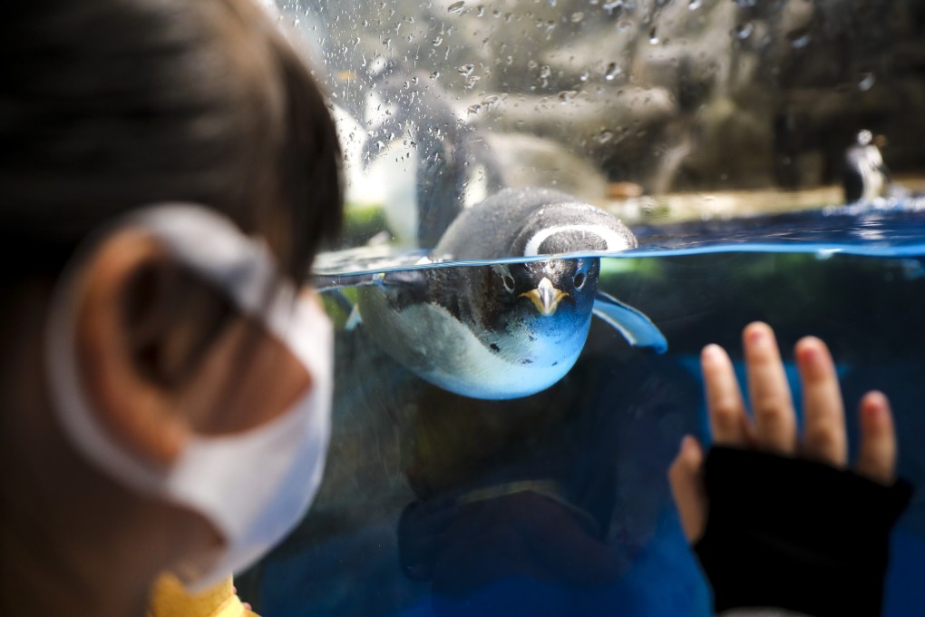 A child watches penguins swimming in an aquarium at Hong Kong Ocean Park. Photo: Nora Tam