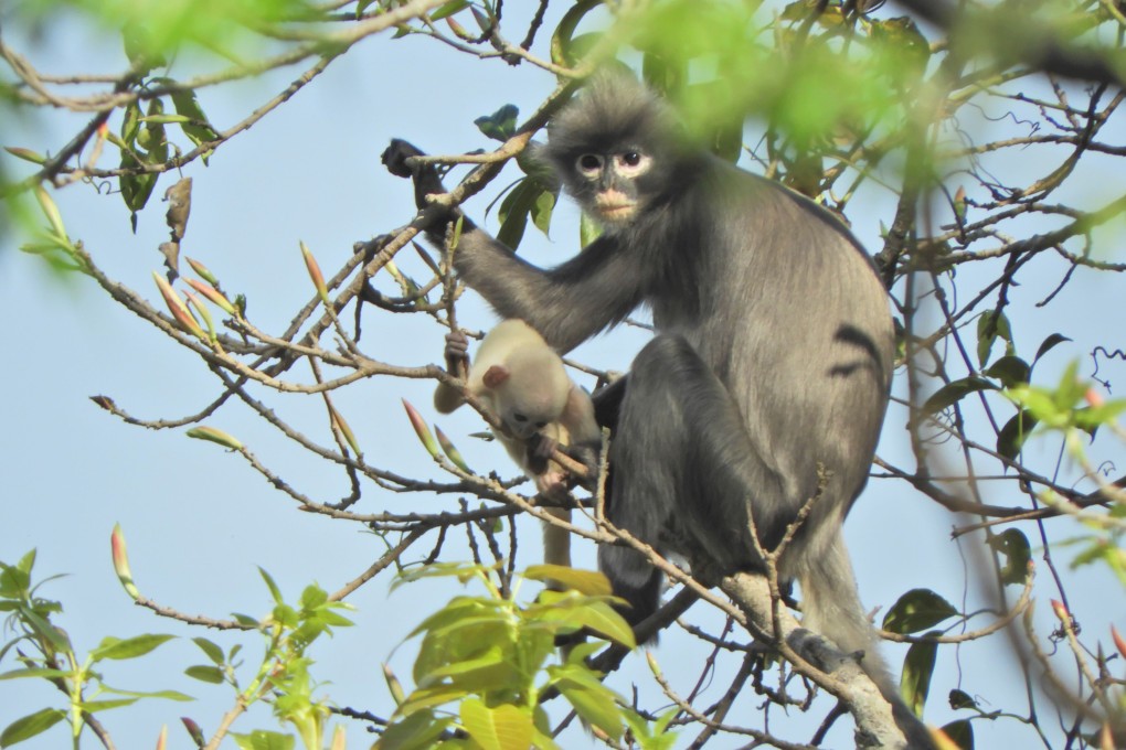 The newly discovered Popa langur (Trachypithecus popa) is seen on a tree branch on Mount Popa, Myanmar. Photo: German Primate Centre / AFP