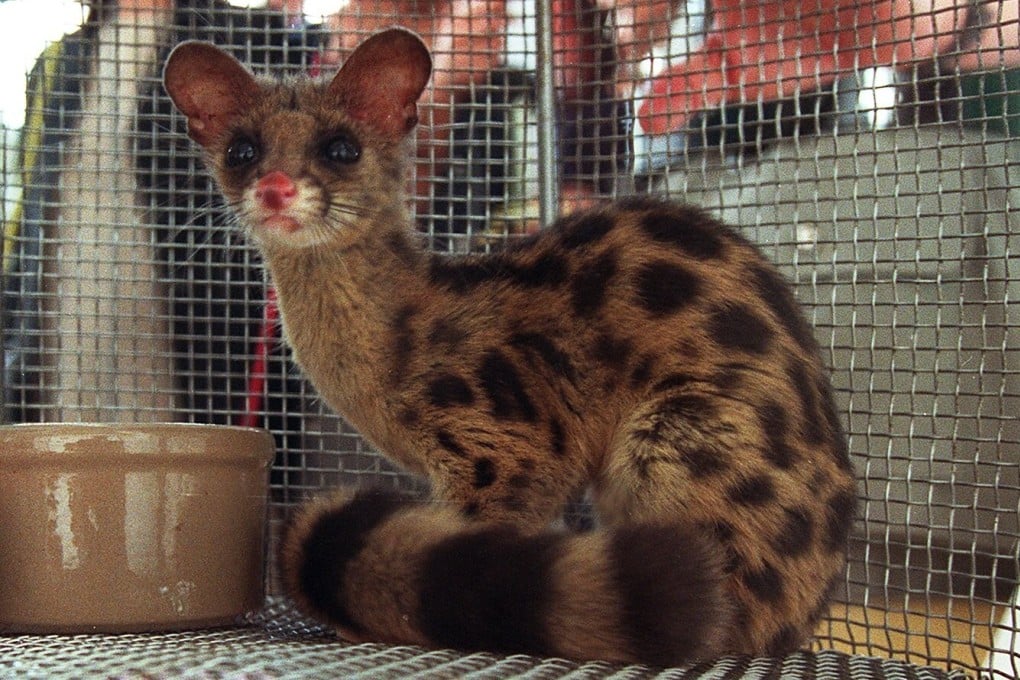 A rare spotted linsang, worth thousands of dollars, was among 1,200 live animals seized by customs officers in unmanifested cargo from a barge in Hong Kong. Using a law against serious and organised crime to tackle the illegal trade in wildlife and endangered animal parts could bring better results than current enforcement action. Photo: SCMP