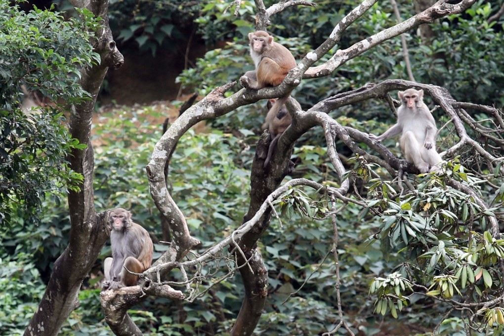 Monkeys at Kam Shan Country Park. Photo: Nora Tam