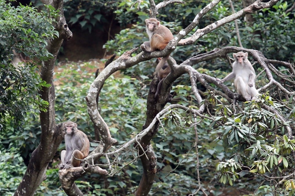 Monkeys at Kam Shan Country Park. Photo: Nora Tam