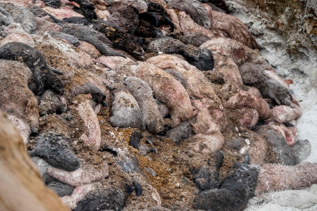 An excavator dumps dead mink into a ditch earlier this month. As a result of Covid-19-related culls of mink in Denmark and the Netherlands, China could take over as the world’s top mink farmer, one expert has said. Photo: AFP