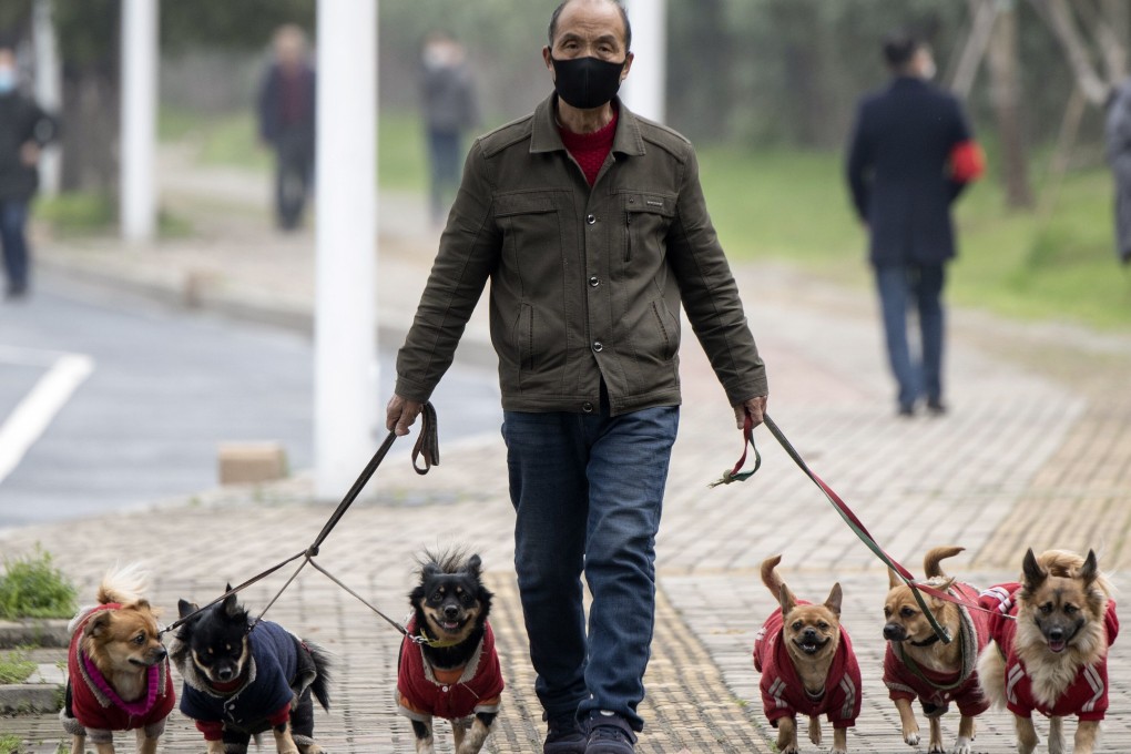 A man walks his dogs in Jiujiang, central China. Officials in a southwestern county have walked backed a ban on dog walking that would have involved killing the pets of repeat offenders. Photo: AFP