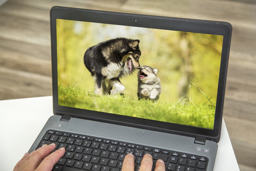 A study has found that watching cute animal clips can reduce anxiety – which might explain why we’re tuning in to animal cams during lockdown. Photo: Shutterstock