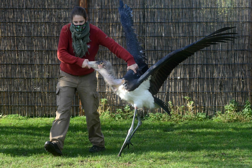 An animal keeper of the Prague Zoo catches a marabou stork as the birds are brought into their winter enclosure. Photo: AFP