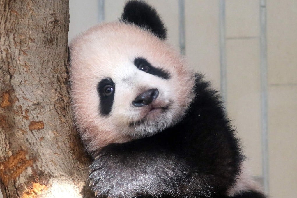 Xiang Xiang plays in her enclosure in December 2017. Photo: AFP