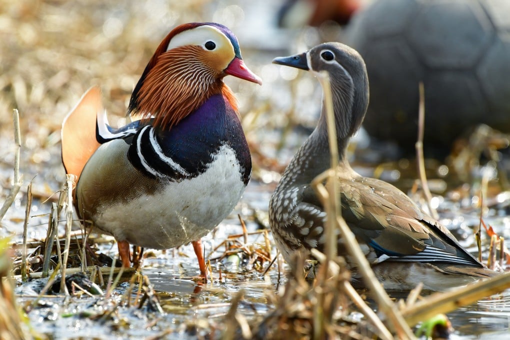 Mandarin ducks are a symbol of love in Chinese culture. Photo: Getty Images