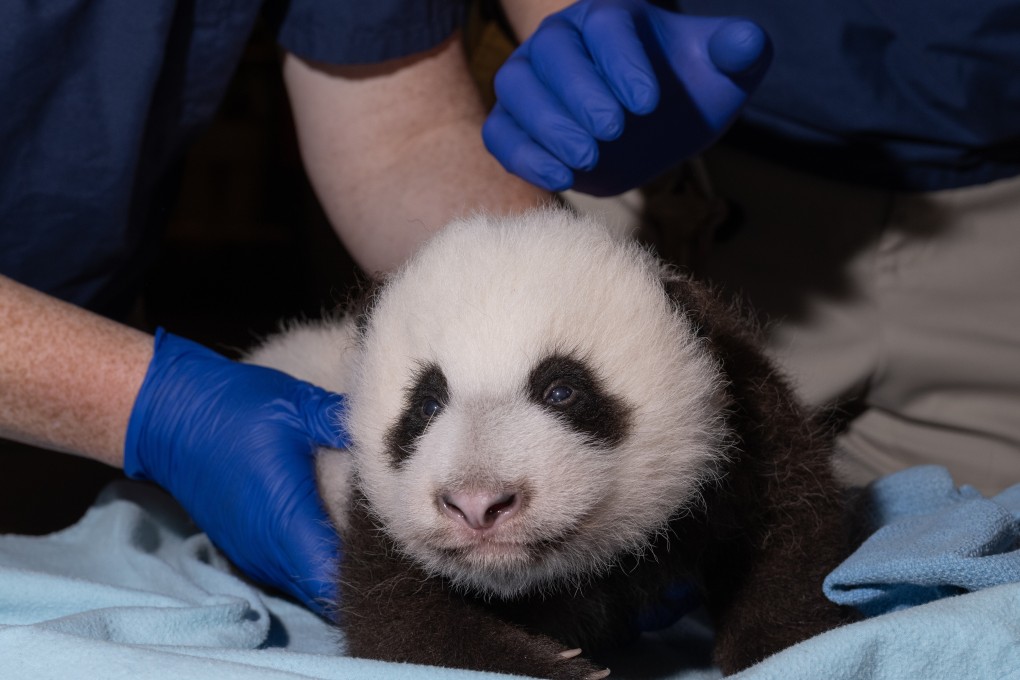 Giant panda cub Xiao Qi Ji is pictured at the Washington zoo this month. Photo: Smithsonian’s National Zoo