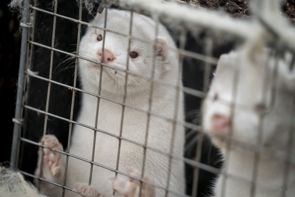 Mink look out from a pen on a farm near Naestved, Denmark on November 6. Photo: Ritzau Scanpix via AP