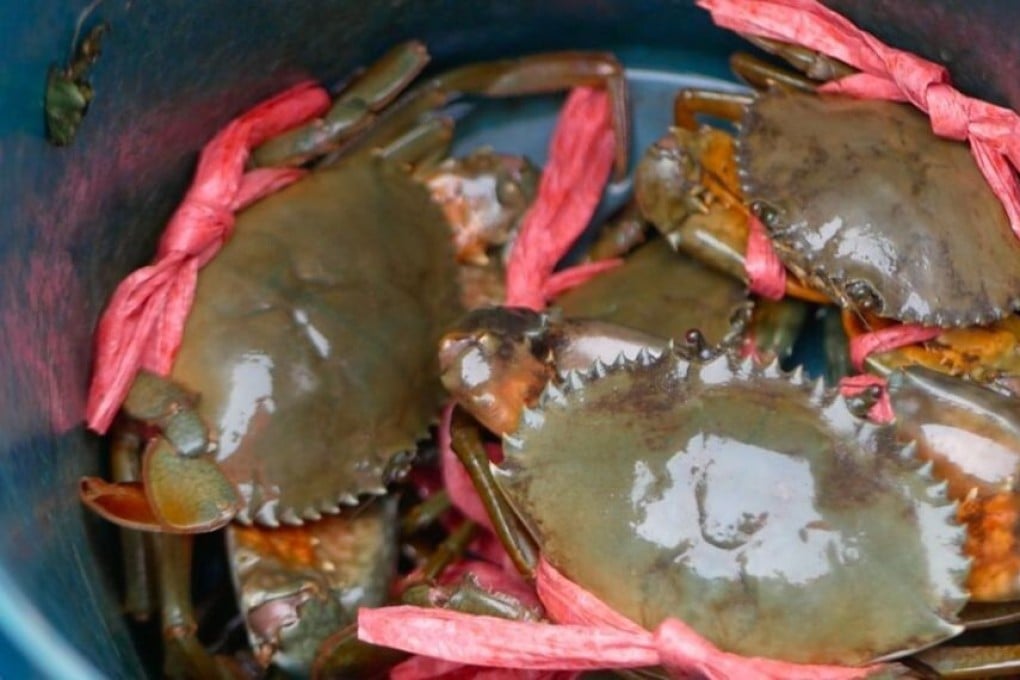 Doumen double shell crabs, a delicacy to be enjoyed in Zhuhai. Photo: Handout
