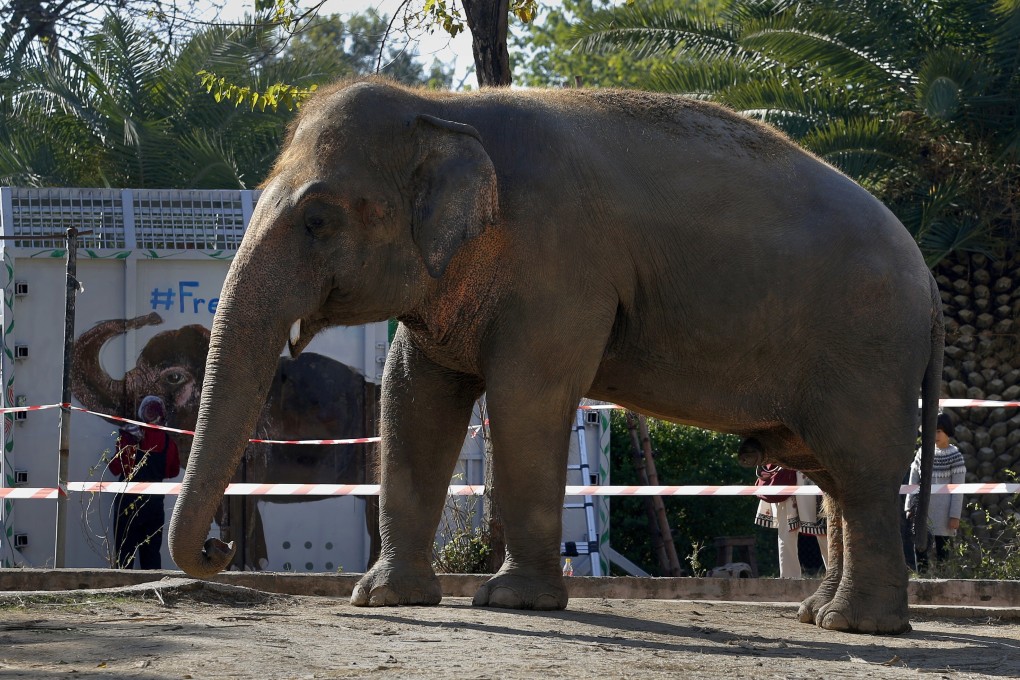 Kaavan has been living in misery for three decades at an Islamabad zoo. Photo: AP