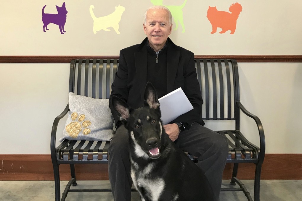 Joe Biden, 78, suffered the injury playing with Major, one of his two German shepherds. File photo: AP