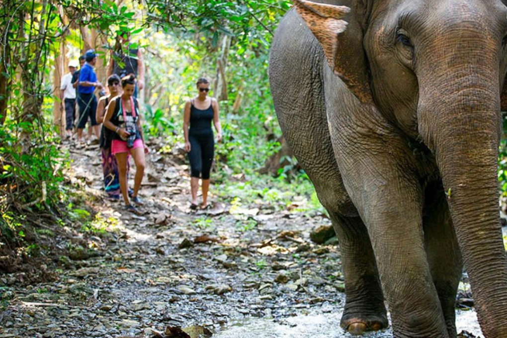 Vietnam’s elephant population has reached “perilous levels”, with fewer than 100 left in the wild. Photo: Handout