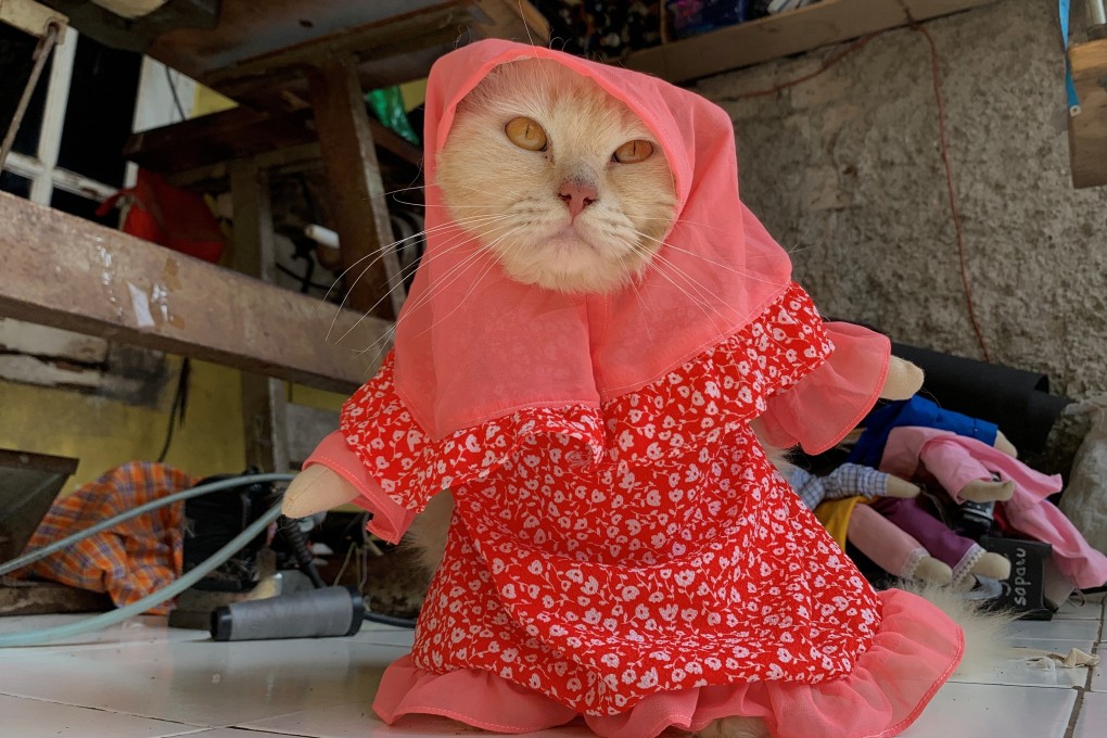 A cat pictured wearing a cosplay hijab costume in Bogor, on the outskirts of Jakarta, Indonesia. Photo: Reuters