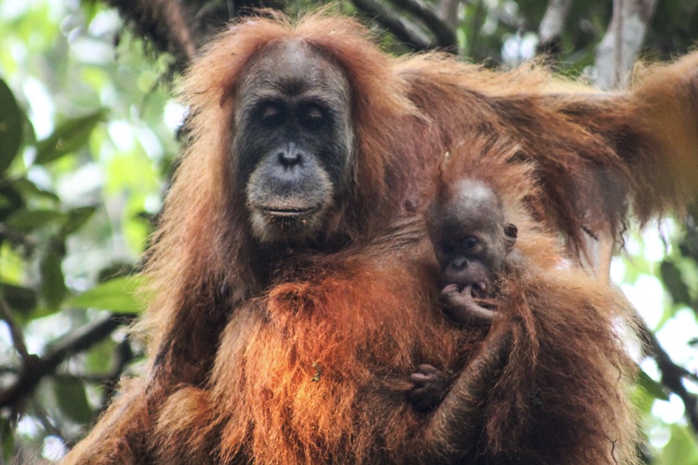 Tapanuli orangutans in Indonesia’s Batang Toru rainforest. Photo: EPA