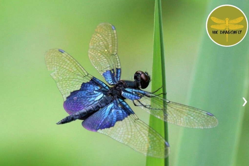 The Pocket Guide to Freshwater Species of Hong Kong app can identify up to 138 species.