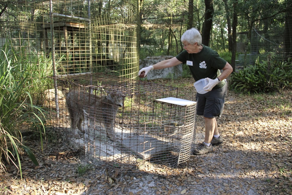 Volunteer Candy Couser feeds a lynx at Carole Baskin’s Big Cat Rescue sanctuary near Tampa, Florida, in 2018. Photo: Big Cat Rescue via AP