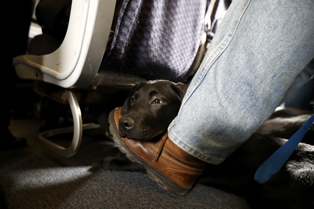 Under a new rule announced on Wednesday, only dogs can be classified as formal service animals. File photo: AP