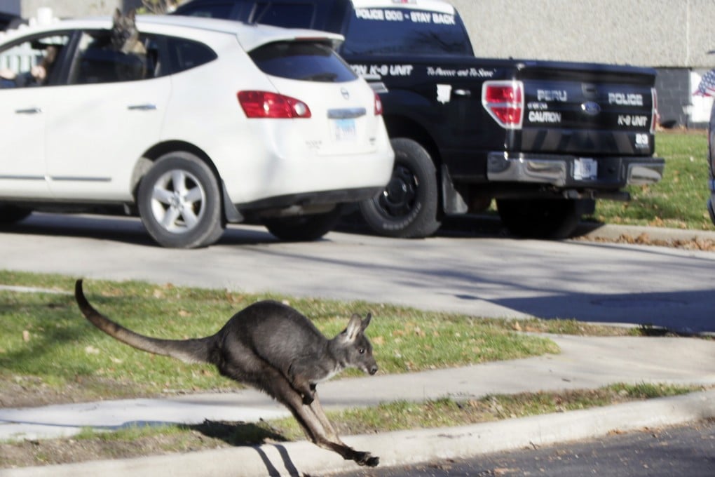 Wally the Wallaroo hops past a police vehicle in Peru, Illinois, US on December 2. Photo: NewsTribune via AP